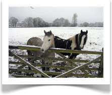 Winter-horses-2