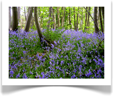 bluebells