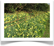 daffodils-group