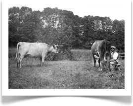 Mr Alfred House milking at Rotherbridge