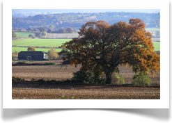 tree-barn-1